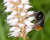 Występowanie trzmiela sześciozębnego Bombus wurflenii Radoszkowski, 1859 (Hymenoptera, Apidae)... 151 Fot. 5. Trzmiel kamiennik B.
