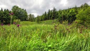 Locality of B. wurflenii in the Giant Mountains, Polana, 28.07.2014 (photo M. Sikora). Fot. 11.