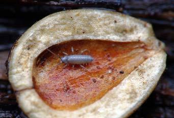 Zaktualizowany wykaz skoczogonków (Collembola) Karkonoszy 171 Fot. 1. Przedstawiciel Tomoceridae (fot. Z. Borczyk, A. i W. Piwnik). Phot. 1. A representative of Tomoceridae (photo Z. Borczyk, A. and W.
