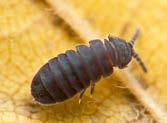 Phot. 5. Tetrodontophora bielanensis (photo A. and W. Piwnik).
