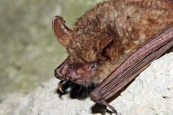 190 Paweł Kmiecik, Anna Kmiecik, Joanna Furmankiewicz Fot. 3. Nocek orzęsiony Myotis emarginatus (fot. A. Kmiecik). Phot. 3. Geoffroy s Bat Myotis emarginatus (photo A. Kmiecik). śródleśnego stawu (18.