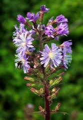 Gatunki górskie flory naczyniowej Rudaw Janowickich 23 Fot. 2. Zanokcica zielona Asplenium viride (fot. P. Kwiatkowski). Phot. 2. Asplenium viride (photo P. Kwiatkowski). Fot. 3.