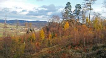 Granitognejsowe formy skalne masywu Gap na Pogórzu Izerskim 265 Fot. 5. Grupa Czyżynek położona na północnym stoku góry (fot. A. Michniewicz). Phot. 5. Czyżynki tor group located on the northern slope of the hill (photo A.