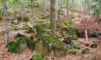 10.2016 (fot. F. Duszyński). Phot. 1. Scattered sandstone boulders on the northern slope of Mt. Prusicka Góra, 1.10.2016 (photo F.