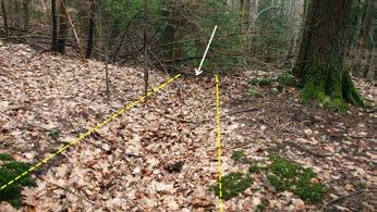 Part of the head scarp within landslide form A. Inclined tree trunks and bare surfaces indicate periodic activity of the mass wasting processes within the scarp (photo A. Traczyk). Fot.