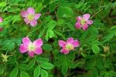 Rosa pendulina (photo P. Kwiatkowski). Fot. 6.