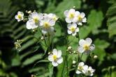 Kwiatkowski). Phot. 7. Ranunculus platanifolius (photo P.