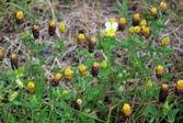 Koniczyna kasztanowata Trifolium spadiceum (fot. P. Kwiatkowski).