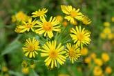 Starzec kędzierzawy Senecio rivularis (fot. P. Kwiatkowski). Phot.