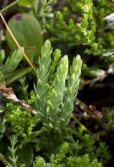 36 Grzegorz Wójcik Fot. 2. Widlicz alpejski Diphasiastrum alpinum, Śnieżnik Kłodzki, 16.07.2016 (fot. G. Wójcik). Phot. 2. Alpine clubmoss Diphasiastrum alpinum, Mt. Śnieżnik Kłodzki, 16.07.2016 (photo G.
