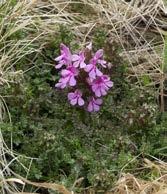 Grzegorz Wójcik PRZYRODA SUDETÓW t. 20(2017): 49-60 Powtórne odnalezienie gnidosza rozesłanego Pedicularis sylvatica L.