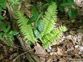 62 Krzysztof Świerkosz, Kamila Reczyńska Fot. 1. Paprotnik kolczysty Polystichum aculeatum na SE stoku Bukowej Góry, Wielki Las Lubański, Pogórze Izerskie, 27.04.2014 (fot. K. Świerkosz). Phot. 1. The hard shield-fern Polystichum aculeatum on the south-eastern slope of Bukowa Góra Mt, Wielki Las Lubański Forest, Izerskie Foothills, 27.