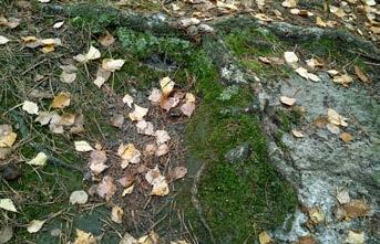 Nowe dane do rozmieszczenia krzywoszczeci pogiętej Campylopus flexuosus (Hedw.) Brid. (Bryophyta).