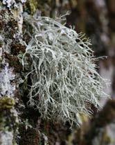 96 Michał Smoczyk Fot. 7. Odnożyca mączysta Ramalina farinacea na terenie cmentarza w Mostowicach, Dolina Dzikiej Orlicy w Górach Bystrzyckich, 08.2016 (fot. M. Smoczyk). Phot. 7. Ramalina farinacea in the old cemetery in the village of Mostowice, Dzika Orlica River Valley, Bystrzyckie Mts, August 2016 (photo M.