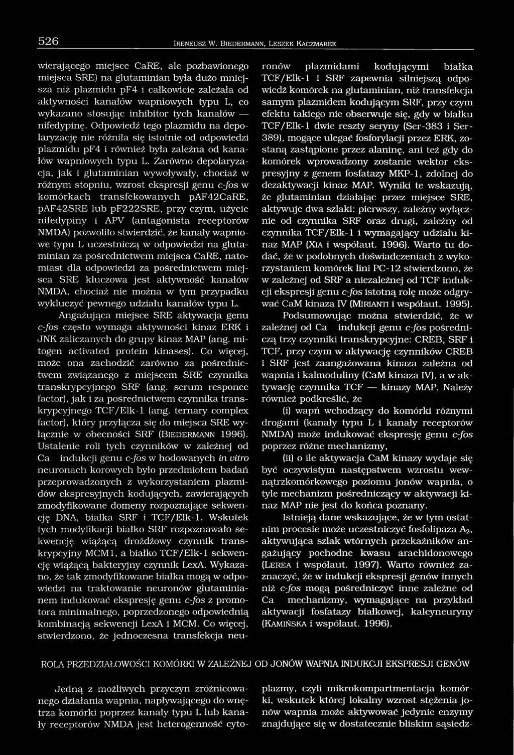 L, co wykazano stosując inhibitor tych kanałów nifedypinę.