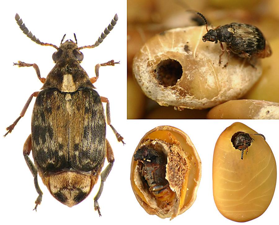 MEGABRUCHIDIUS DORSALIS (FÅHRAEUS, 1839) INWAZYJNY STRĄKOWIEC [.