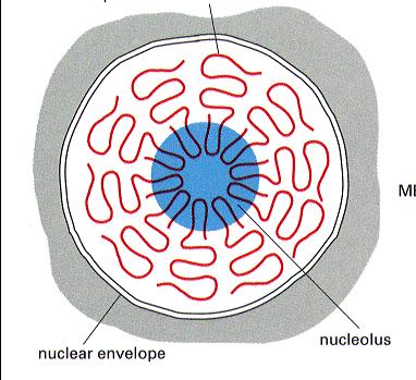 rdna (geny rrna) z różnych chromosomów interfazowych (10) otoczka jądrowa jąderko synteza prekursorowego rrna formowanie podjednostek tworzących rybosomy