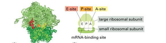 Rybosomy-biosynteza białka miejsce wiązania mrna Miejsca wiązania t-rna A-site: akceptorowe (aminoacylo-trna) P-site