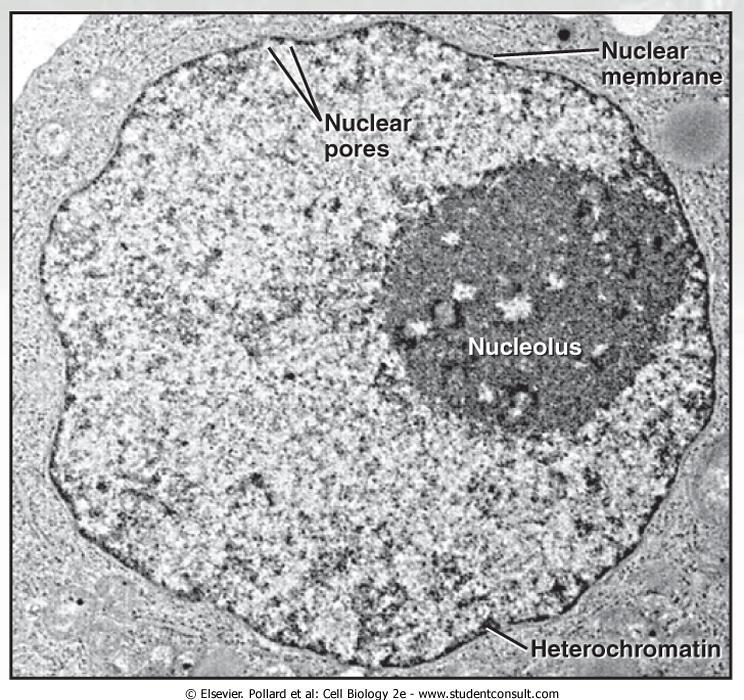 Stany jądra komórkowego jądro interfazowe występuje w komórkach znajdujących się między dwoma następującymi po sobie podziałami jądro mitotyczne występuje w komórkach dzielących się ( jądro