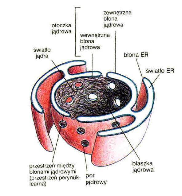 Otoczka jądrowa kompleks porowy bł zew bł wew 20-40nm asymetria