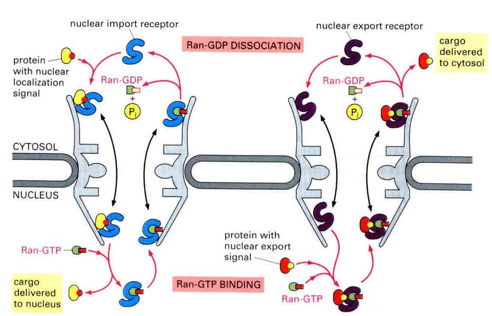 sygnalizacji jądrowej receptor importu jądrowego dysocjacja Ran-GDP receptor eksportu jądrowego