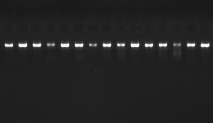 Fot.. Przykład elektroforezy preparatów DNA w żelu agarozowym Etap II.