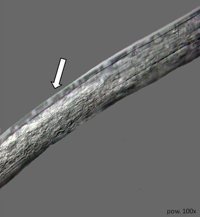 Fig. POLE