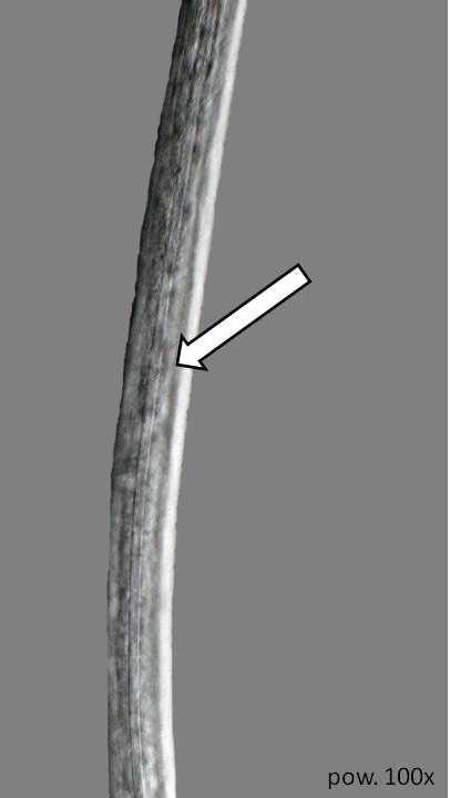 Z LINIAMI