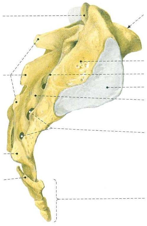KRĘGI KRZYŻOWE S1 S5 KOŚD KRZYŻOWA (os sacrum) wyrostek stawowy górny pierwszego kręgu krzyżowego podstawa kości krzyżowej grzebieo krzyżowy pośrodkowy