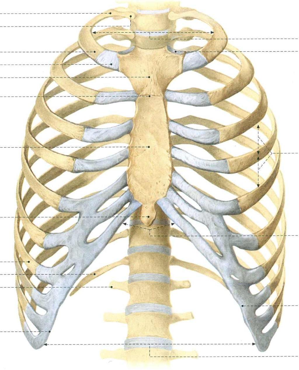 KLATKA PIERSIOWA W skład szkieletu klatki piersiowej