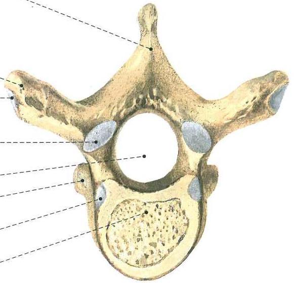 KRĘGI PIERSIOWE Th1 Th12 wyrostek kolczysty wyrostek poprzeczny
