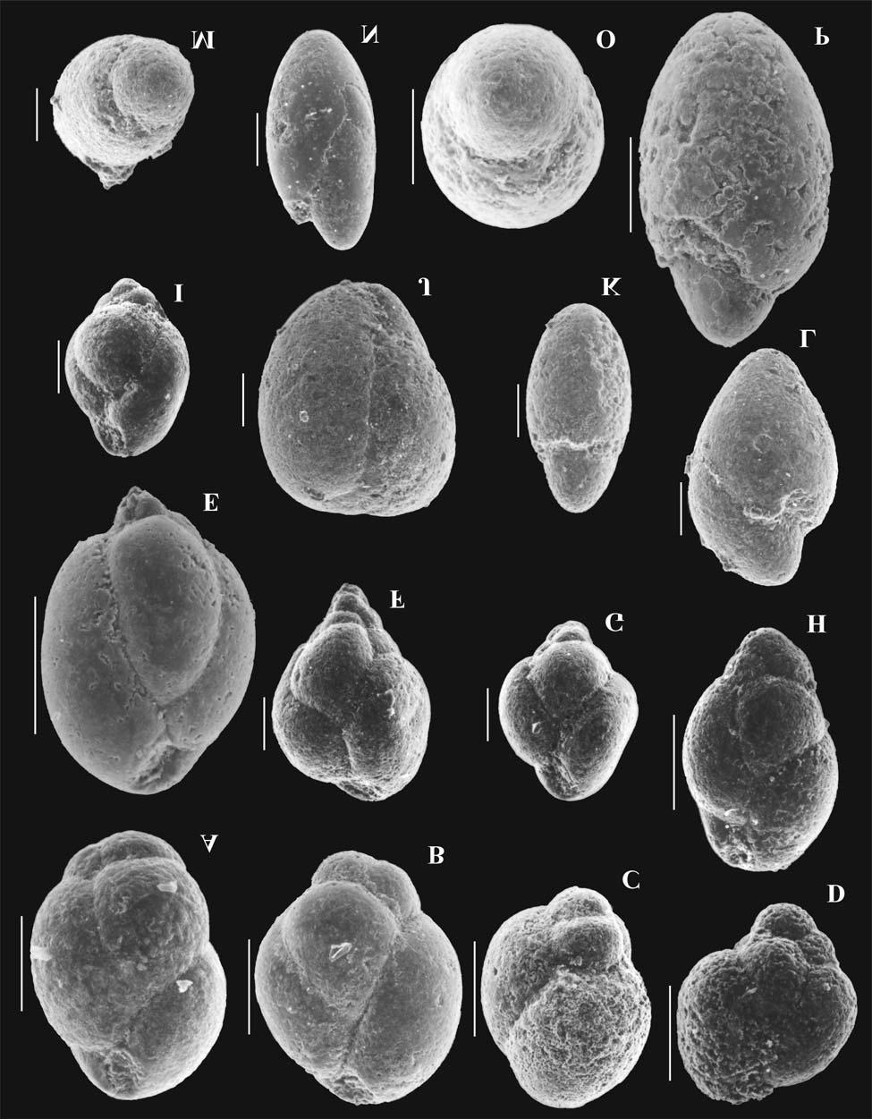 FORAMINIFERAL BIOSTRATIGRAPHY OF THE EGERIAN FLYSCH SEDIMENTS 83 Fig. 9.