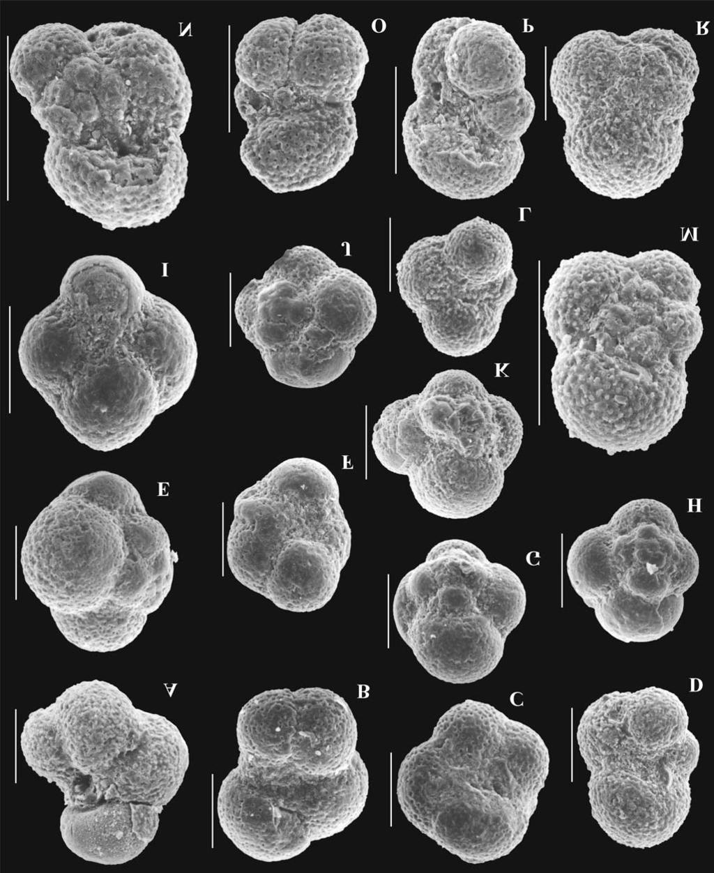FORAMINIFERAL BIOSTRATIGRAPHY OF THE EGERIAN FLYSCH SEDIMENTS 85 Fig. 11.