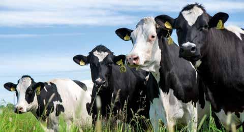 Krowy mleczne Mieszanki Paszowe Uzupełniające na nośniku białkowym Profit Prolac non GMO SAP: 10000036337 Przeznaczony jest dla krów żywionych kiszonkami z kukurydzy, trawy i lucerny.