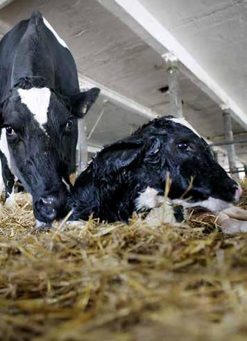 Krowy zasuszone Mieszanka Paszowa Uzupełniająca mineralno-witaminowa Krowa DryStim SAP: 10000005093 Mieszanka stworzona specjalnie dla krów o wysokim potencjale produkcyjnym przeznaczona na cały