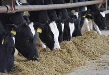 Lonomixy Mieszanki Paszowe Uzupełniające ułatwiające przeciwdziałanie najczęściej występującym problemom w stadach krów mlecznych 100 g LonoActiv SAP: 10000006911 (opak. 5x2kg) SAP: 10000006039 (opak.