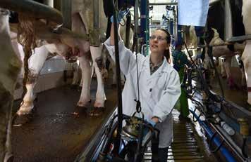 Lonomixy Mieszanki Paszowe Uzupełniające ułatwiające przeciwdziałanie najczęściej występującym problemom w stadach krów mlecznych ExtraHeat SAP: 10000006042 Mieszanka zawierająca roślinne substancje