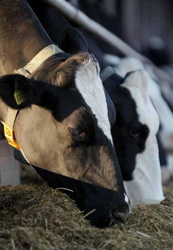 Lonomixy Mieszanki Paszowe Uzupełniające ułatwiające przeciwdziałanie najczęściej występującym problemom w stadach krów mlecznych Summer Pack Liquid SAP: 10000023060 Kombinacja płynnych kwasów