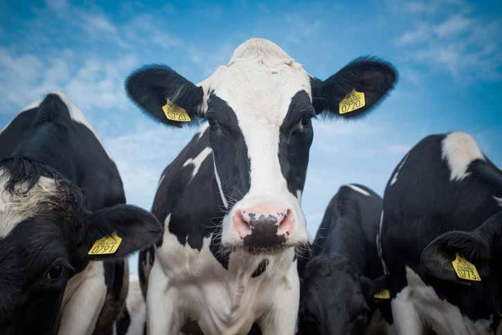 SMART Concept Mądre żywienie Kompleksowy program umożliwiający poprawę zdrowotności krów oraz skład chemiczny mleka.