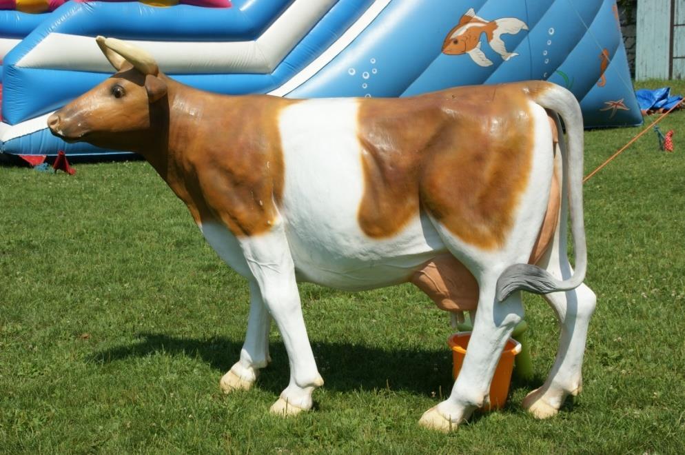 Sztuczna krowa Kompleksowa organizacja imprez plenerowych i firmowych Model krowy o rzeczywistych wymiarach pozwala na