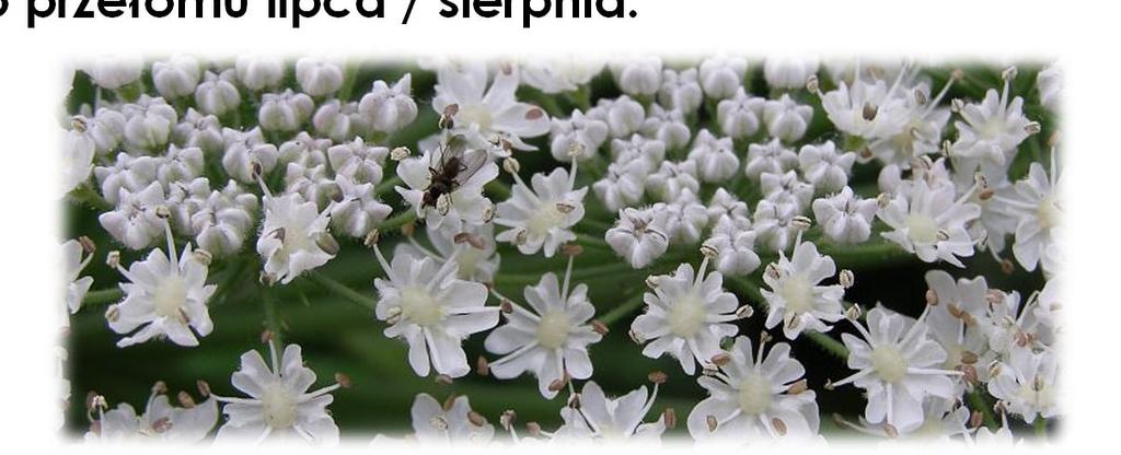 Morfologia barszczu Sosnowskiego Kwiaty białe lub różowawe pachnące kumaryną. Zebrane w parasolowatych baldachach o średnicy 30 80 cm.