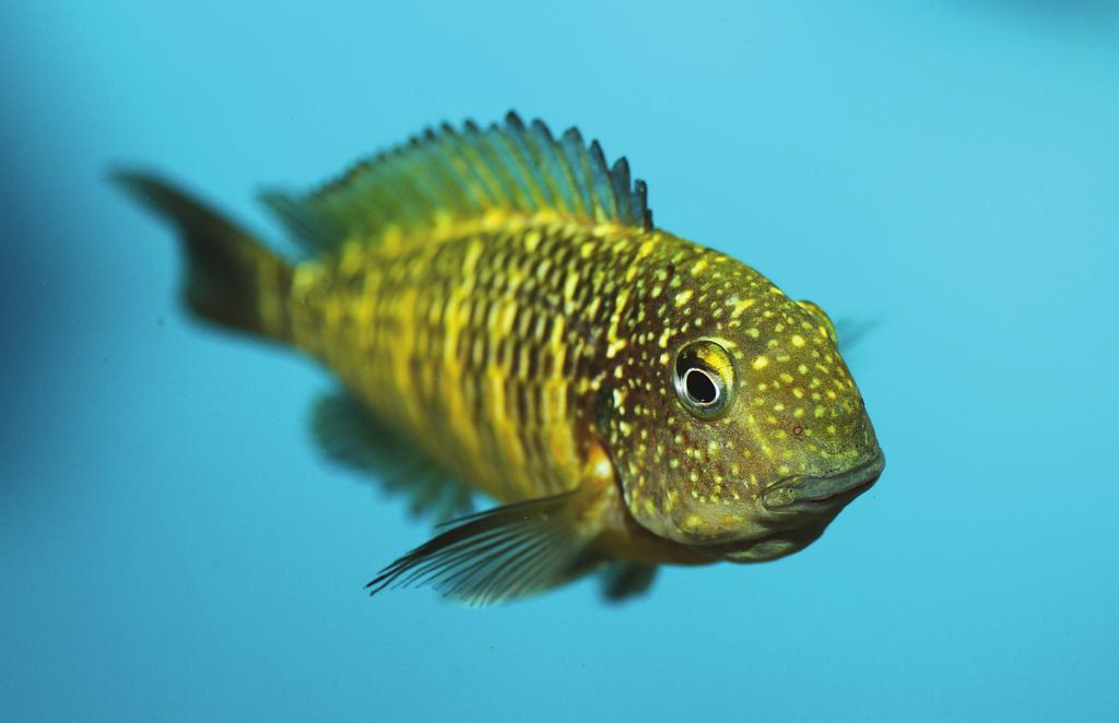 INKUBUJĄCA SAMICA Tropheus sp. Murago TARLAKI Tropheus sp.