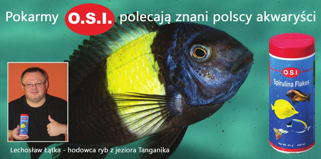 TROPHEUS DUBOISI MASWA młody osobnik jest delikatnie dotykana pyskiem przez samca, co pobudza ją do złożenia ziarenka ikry, które na tychmiast chwyta do pyska.