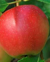 Raptor 263 SC Środek chwastobójczy stosowany nalistnie, przeznaczony do zwalczania chwastów jednoliściennych i dwuliściennych w sadach jabłoniowych.