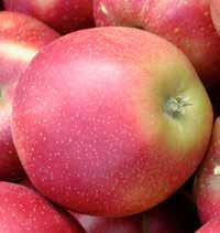Środek z grupy regulatorów wzrostu i rozwoju roślin, przeznaczony do zapobiegania przedzbiorczemu opadaniu jabłek i gruszek oraz poprawy wybarwienia owoców.