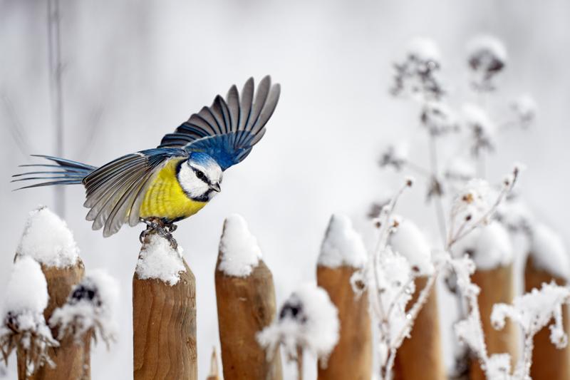 29 stycznia 2014 Dokarmianie ptaków w Zimie Czy trzeba dokarmiać ptaki zimujące? Zdania na ten temat są podzielone.