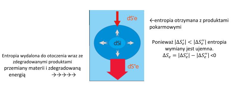 Zasadnicza różnica pomiędzy stanem stacjonarnym, a stanem równowagi polega na tym, że w stanie równowagi entropia osiąga wartość