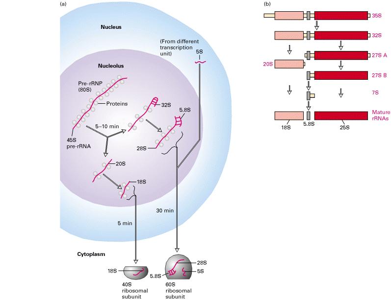 Inne role RNA Elementy systemu