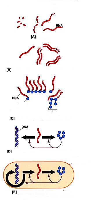 Jak powsta a informacja genetyczna Powstają pierwsze nici RNA RNA replikuje RNA RNA katalizuje reakcje