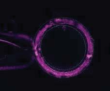 in vitro o o oo o oo 1 o o oo o 13 o o o o